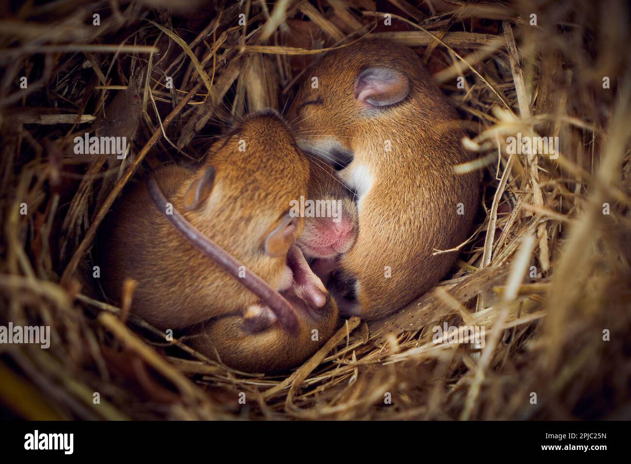 Baby Mäuse schlafen im Nest in lustiger Position (Mus musculus) Stockfoto