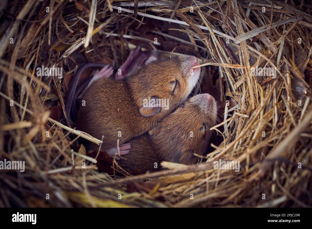 Baby Mäuse schlafen im Nest in lustiger Position (Mus musculus) Stockfoto