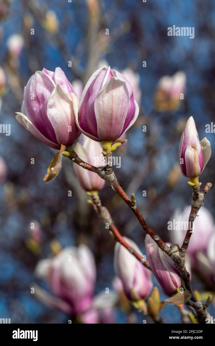 Detail der Magnolia-soulangeana-Blumen auf einem sonnenbeleuchteten Ast Stockfoto