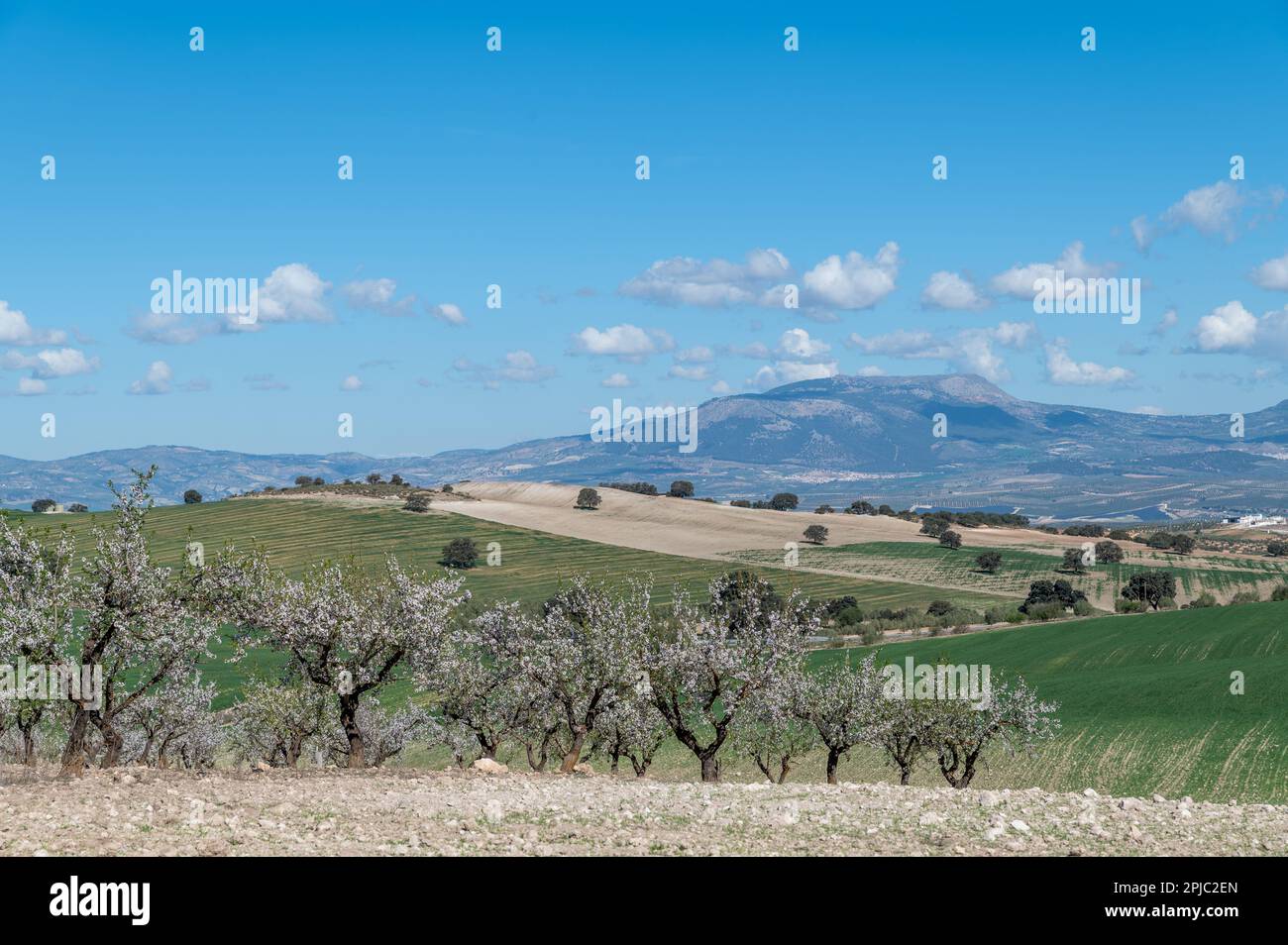 Andalusische Landwirtschaft: Große Flächen mit Getreide-, Oliven- und Mandelbäumen zwischen Hügeln und Bergen Stockfoto