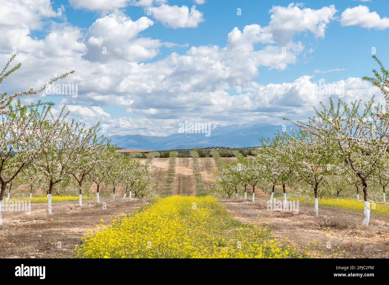 Plantage blühender Mandelbäume inmitten gelber Wildblumen an einem sonnigen Frühlingsmorgen in Andalusien (Spanien) Stockfoto