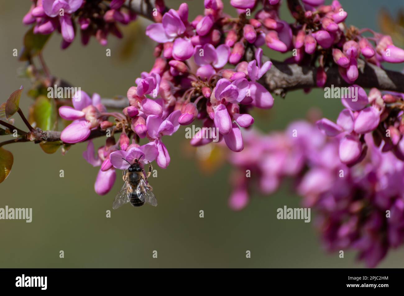 Honigbiene, die über die violetten Blüten des Liebesbaums oder des judas-Baumes fliegt (Cercis siliquastrum) Stockfoto