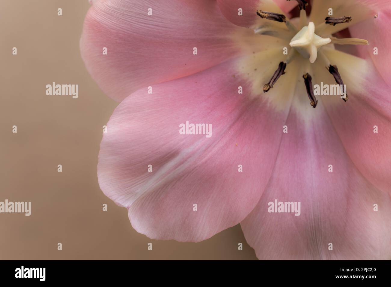 Rahmen mit dem Detail der weichen Blütenblätter einer rosa Tulpe Stockfoto