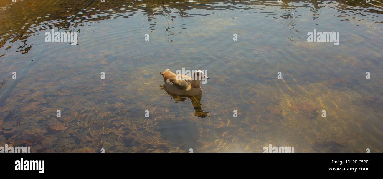 Eine Ente, die an einem sonnigen Tag im Fluss Manzanares schwimmt Stockfoto