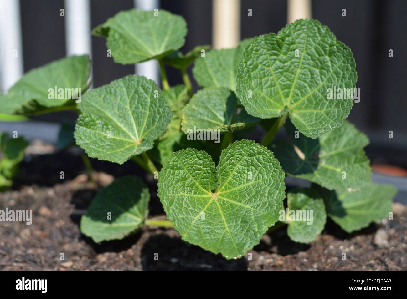 Jungpflanze von Hollyhock (Alcea rosea) im Frühlingsgarten Stockfoto