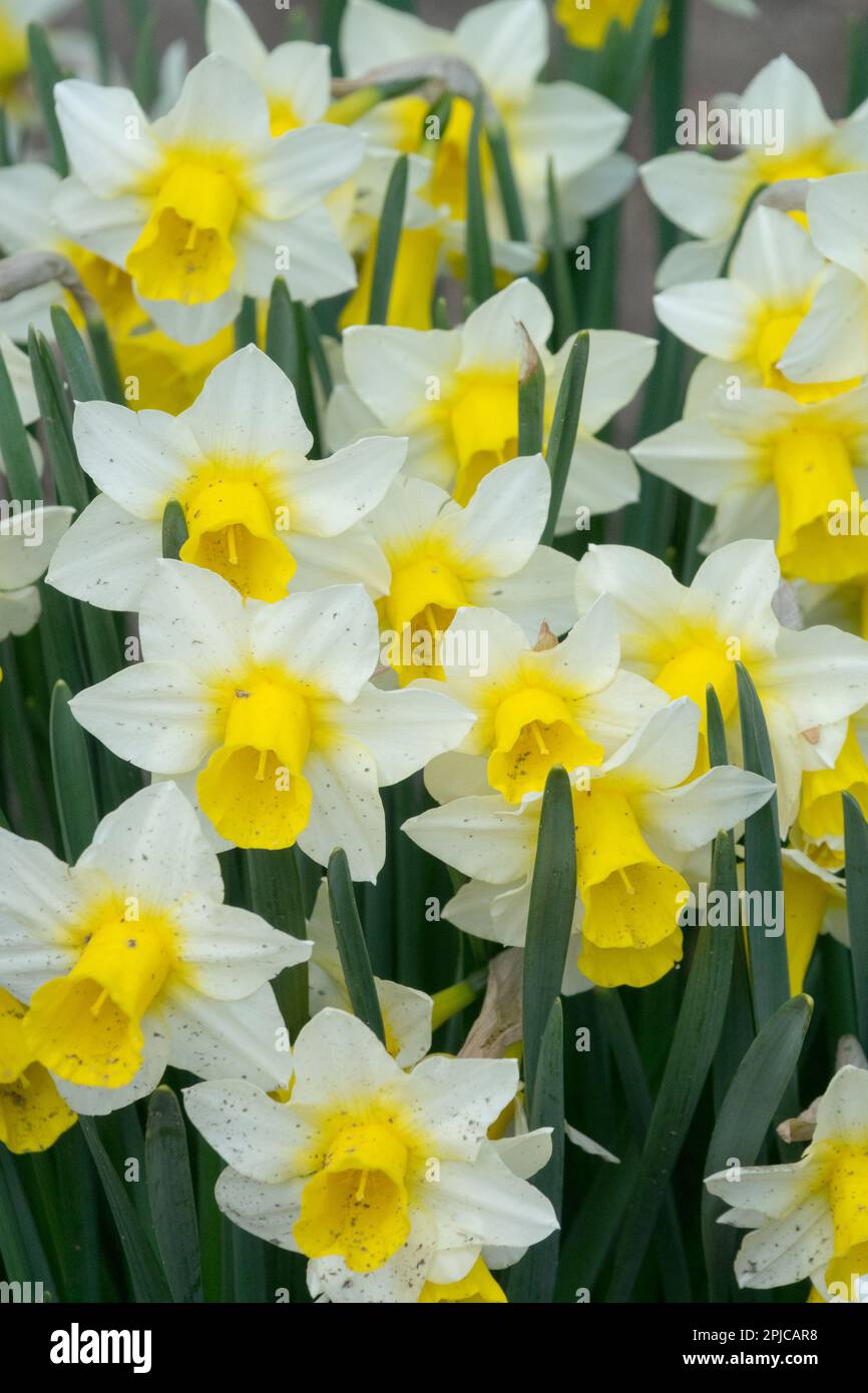 Jonquilla Daffodil, Narcissus „Golden Echo“, Frühling, Garten, Pflanze, Weiß-gelb, Narzissen Stockfoto