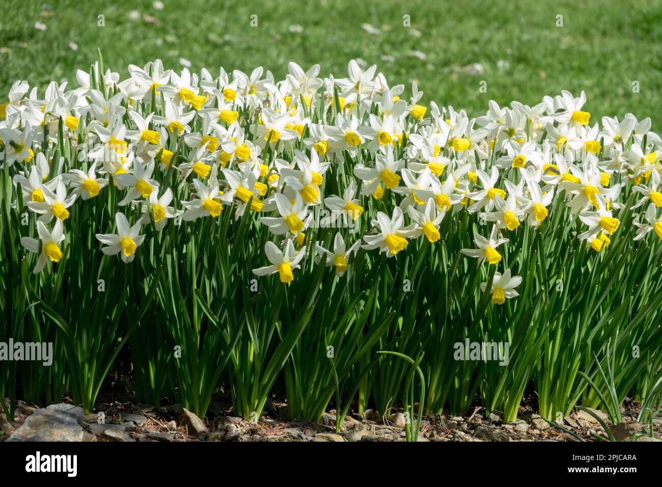 Die Blüten haben die Form eines Doppeldreiecks, mit einer goldgelben Trompete und spitzen weißen Blütenblättern Narzissen Narzissen Goldene Echokardiose Stockfoto