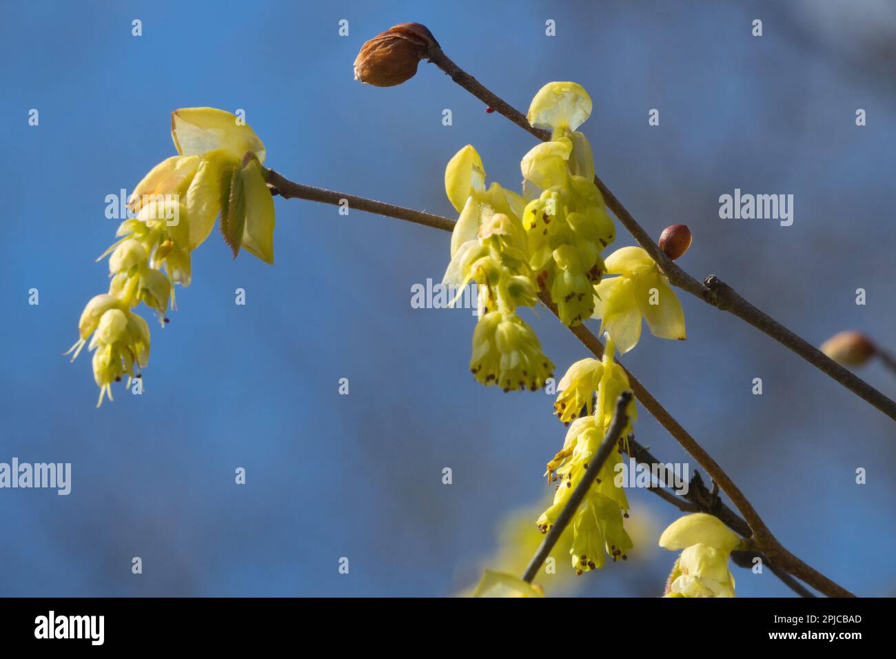 Blüte, Corylopsis sinensis „Spring Purple“, Blüten, Zweig, Blume, Nahaufnahme Stockfoto