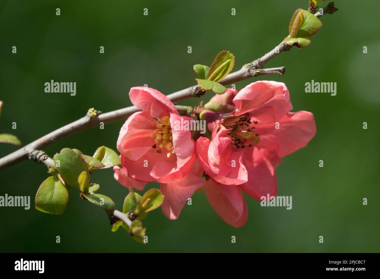 Chaenomeles "Pink Lady", Blumenquittung, Blüte auf der Ast Stockfoto