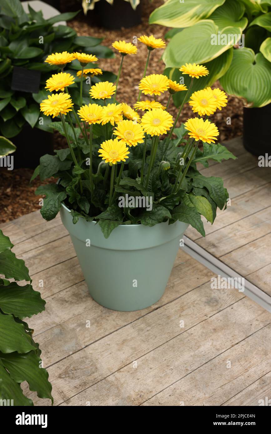Gefllte Gerbera-Pflanze mit leuchtend gelben Blten im Freien  Stockfotografie - Alamy