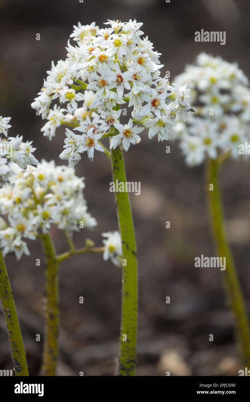 Mukdenia rossii, Blume Stockfoto