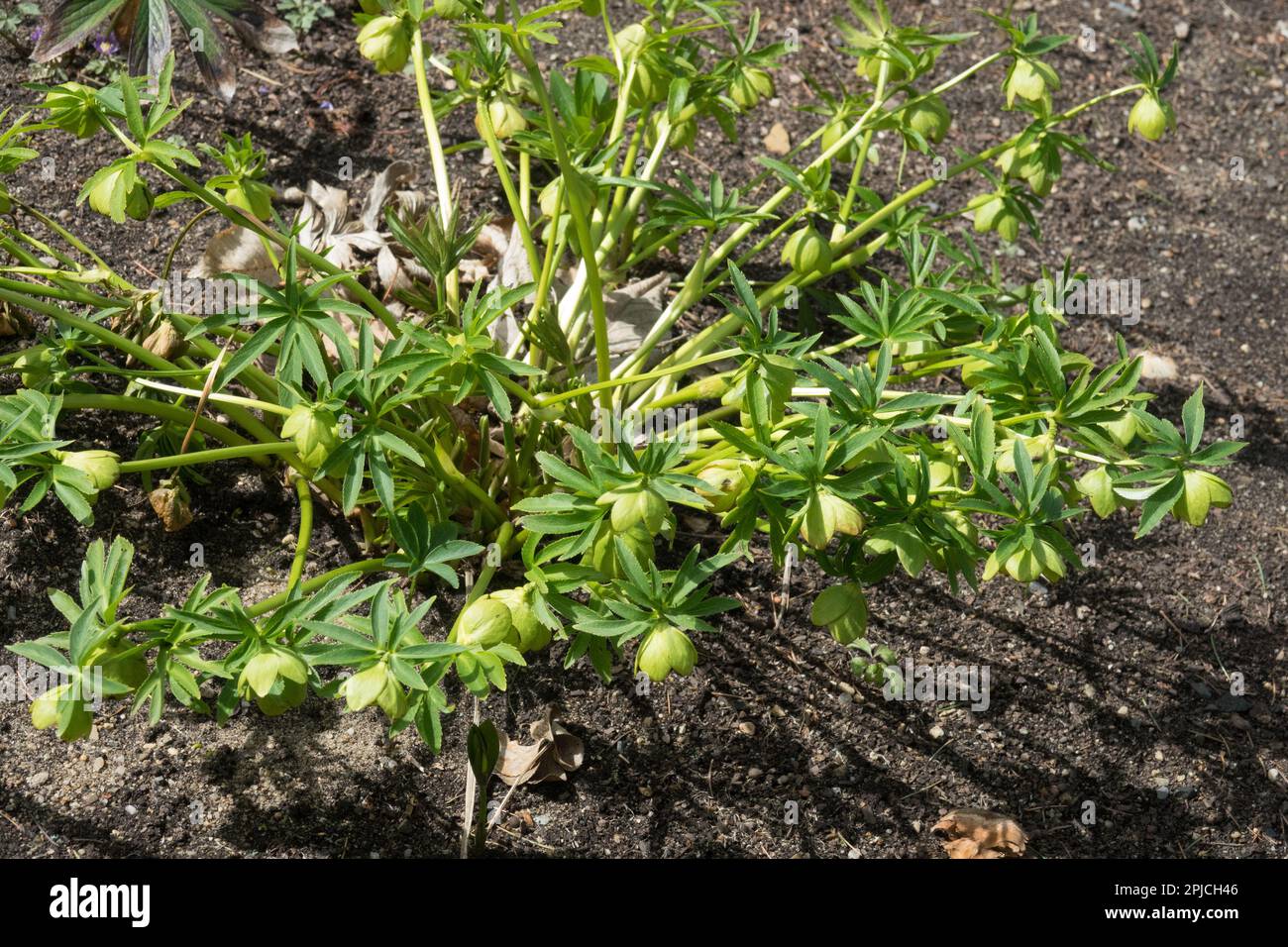 Helleborus, Pflanzen, Helleborus multifidus, April, Blüten Stockfoto