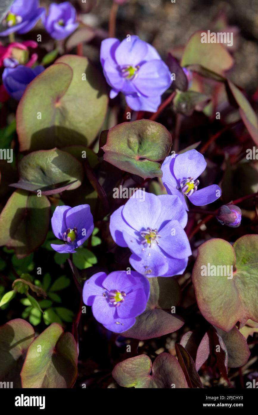 Asian Twinleaf, Jeffersonia dubia, Woodland Plant Stockfoto