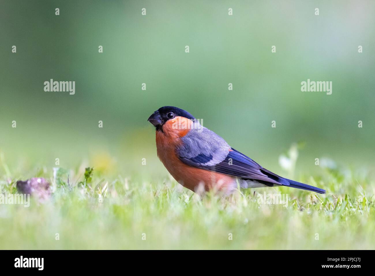 Eurasian Bullfinch (Pyrrhula pyrrhula) männlicher Vogel auf dem Rasen aus sehr niedriger Perspektive Stockfoto