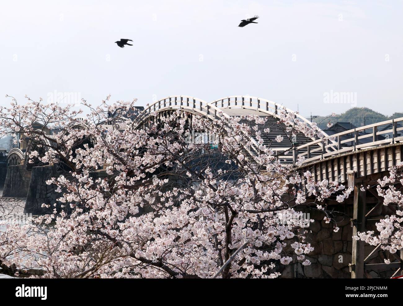 Iwakuni, Japan. 31. März 2023. Die Holzbogenbrücke Kintaikyo befindet sich am Freitag, den 31. März 2023 in der Präfektur Yamaguchi im Westen Japans hinter voll blühenden Kirschblüten über dem Nishiki-Fluss. (Foto: Yoshio Tsunoda/AFLO) Stockfoto