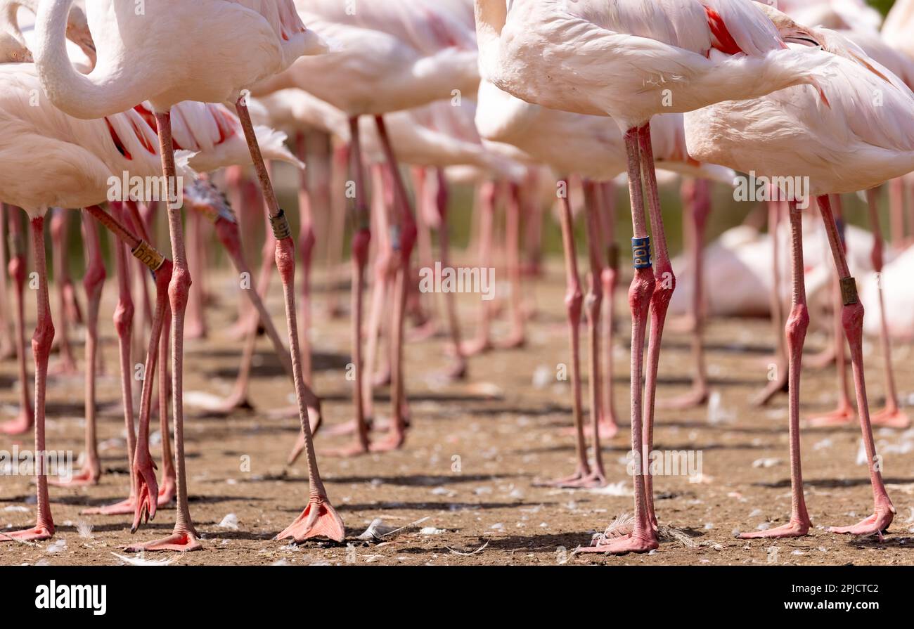 Viele Beine des Großraums Flamingo [ Phoenicopterus roseus ] in Gefangenschaft gehaltene Vögel im WWT Slimbridge, Gloucester, großbritannien Stockfoto