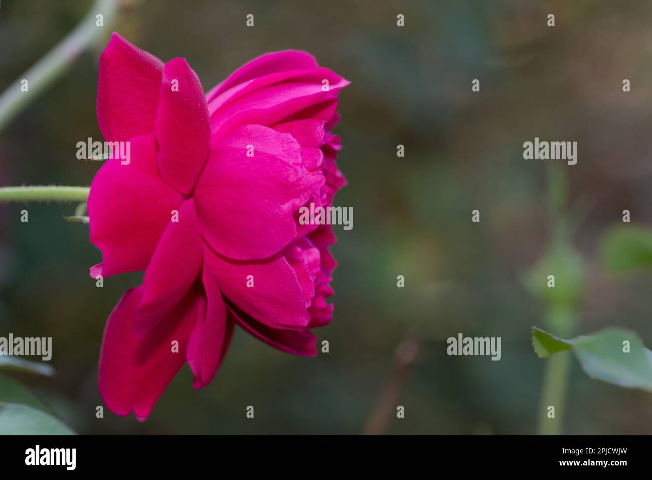 Eine einzelne wunderschöne magentafarbene Rose auf grünem Hintergrund. Stockfoto