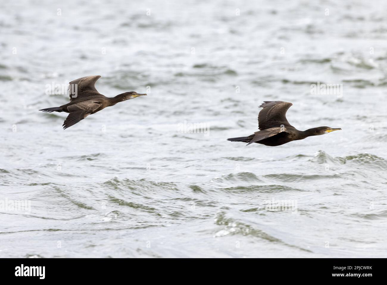 Kormorane [ Phalacrocorax carbo ] 2 Vögel im Flug über See Stockfoto