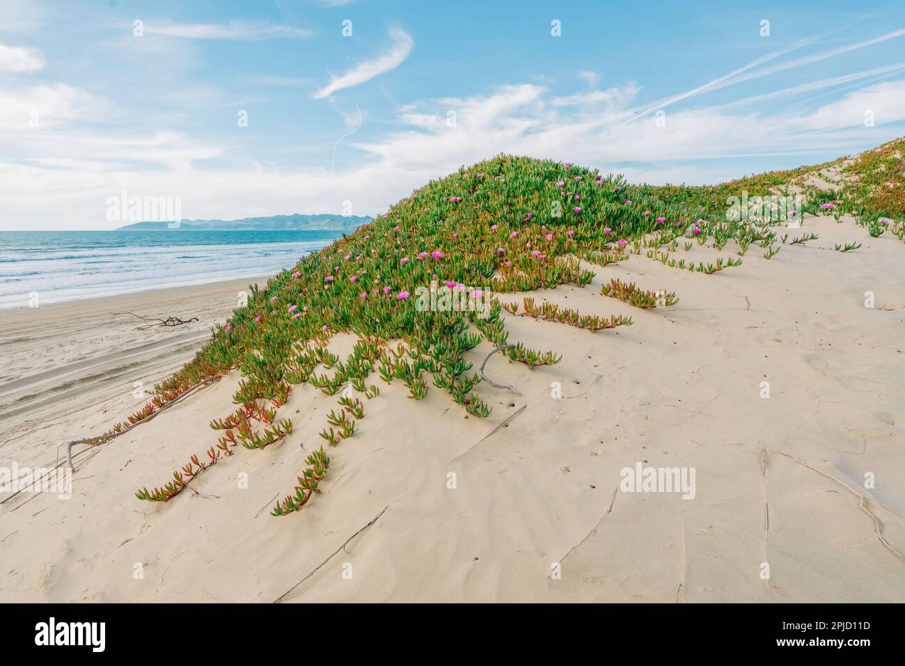 Am Strand blühende Segefeisblumen oder Eispflanzen. Sanddünen und einheimische Pflanzen, kalifornische Küstenlandschaft Stockfoto