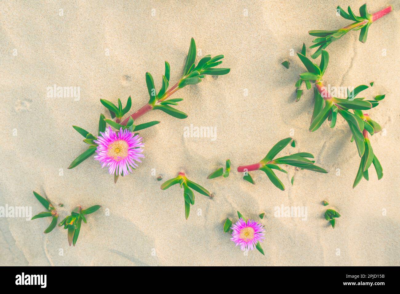 Am Strand blühende Segefeisblumen oder Eispflanzen. Sanddünen und einheimische Pflanzen, kalifornische Küstenlandschaft Stockfoto