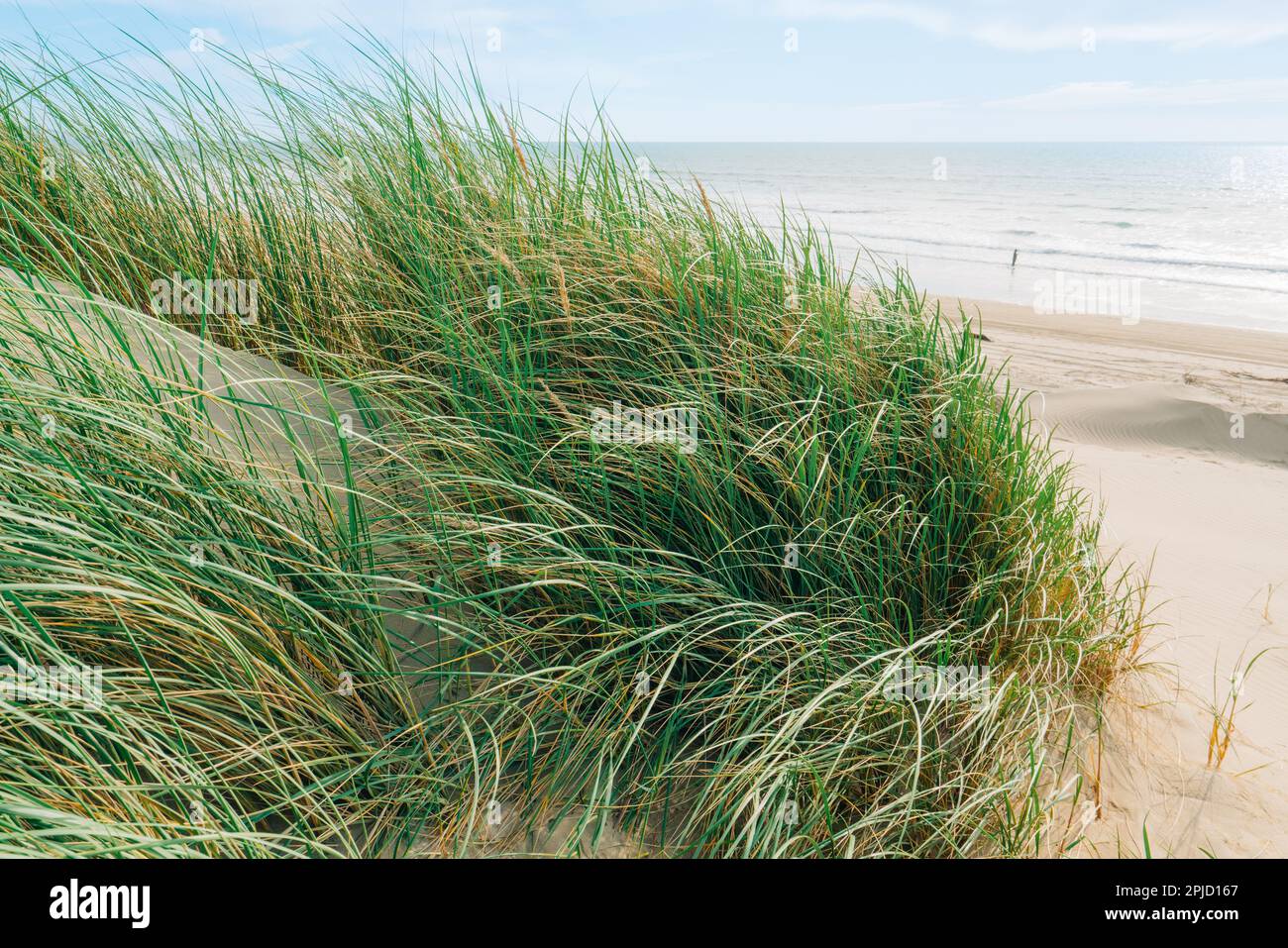 Sanddünen am Ufer des Pazifischen Ozeans und im Sand wucherndes Strandgras (Marram-Gras). Kalifornische Landschaft mit sanftem bewölktem Himmel im B Stockfoto