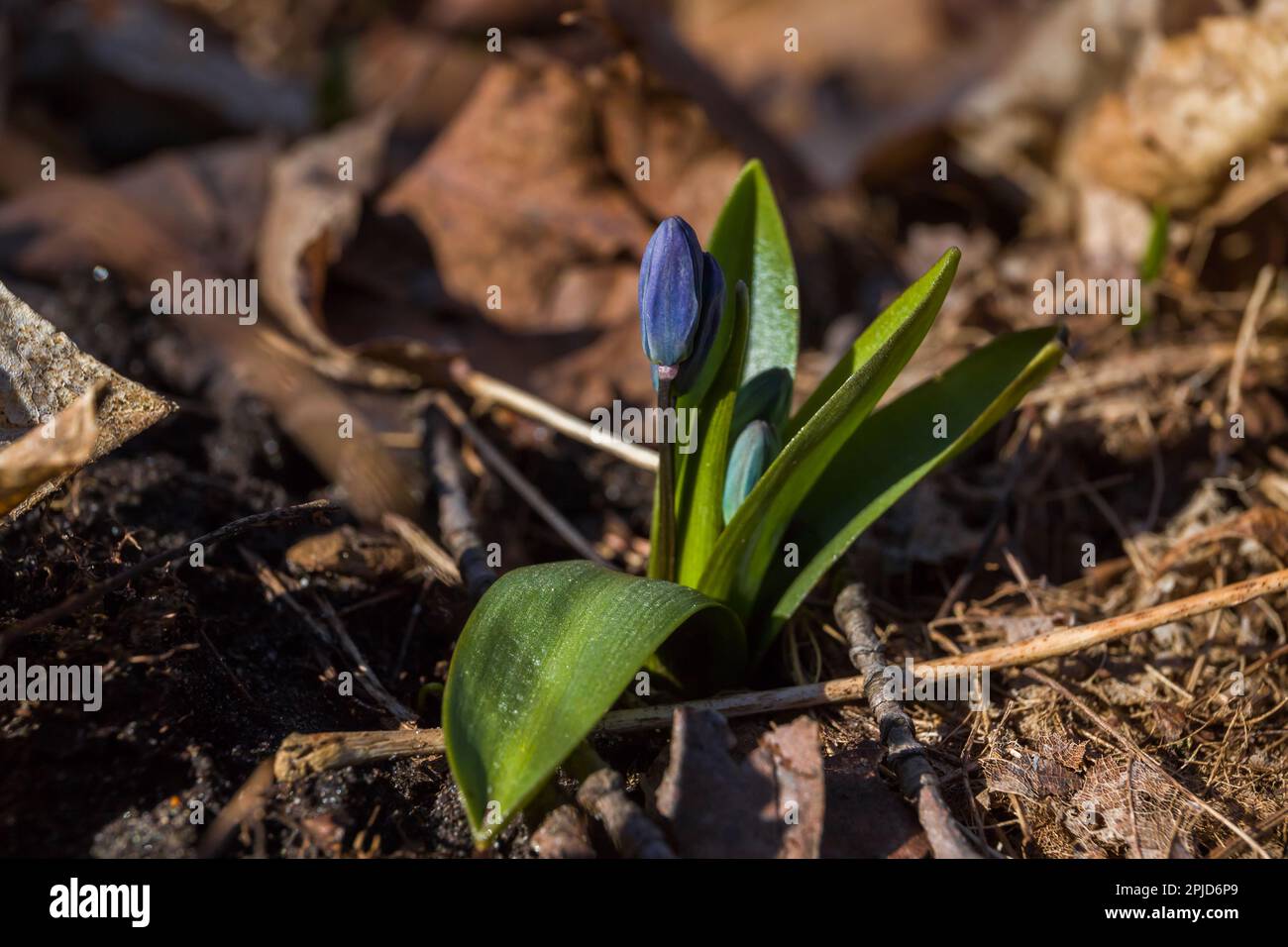 Blaue Scilla-Blume im Frühling auf dem Boden. Erste Frühlingsblumen. Natur nach Winter. Makroblumen Stockfoto