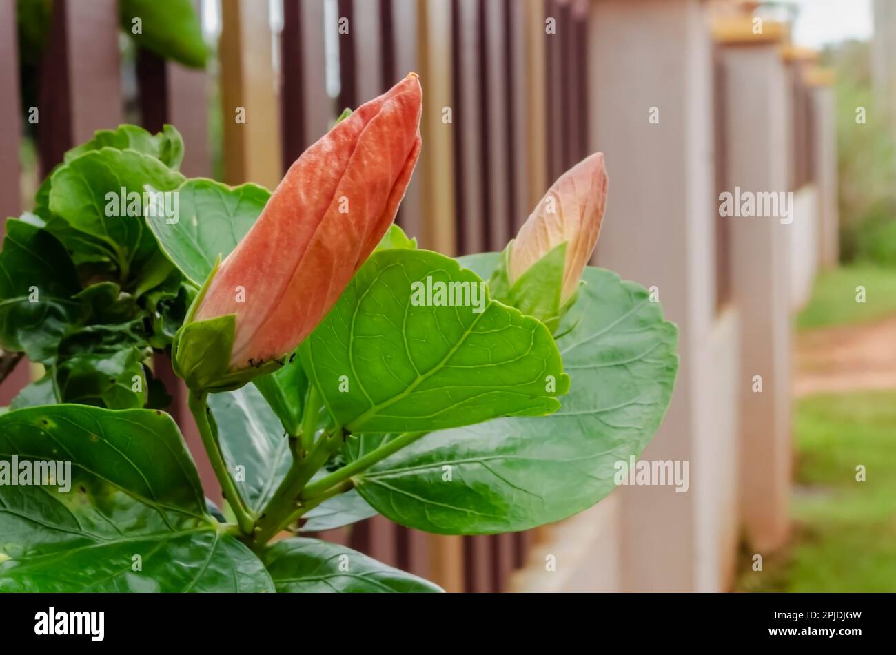 Blühende Hibiscus Stockfoto