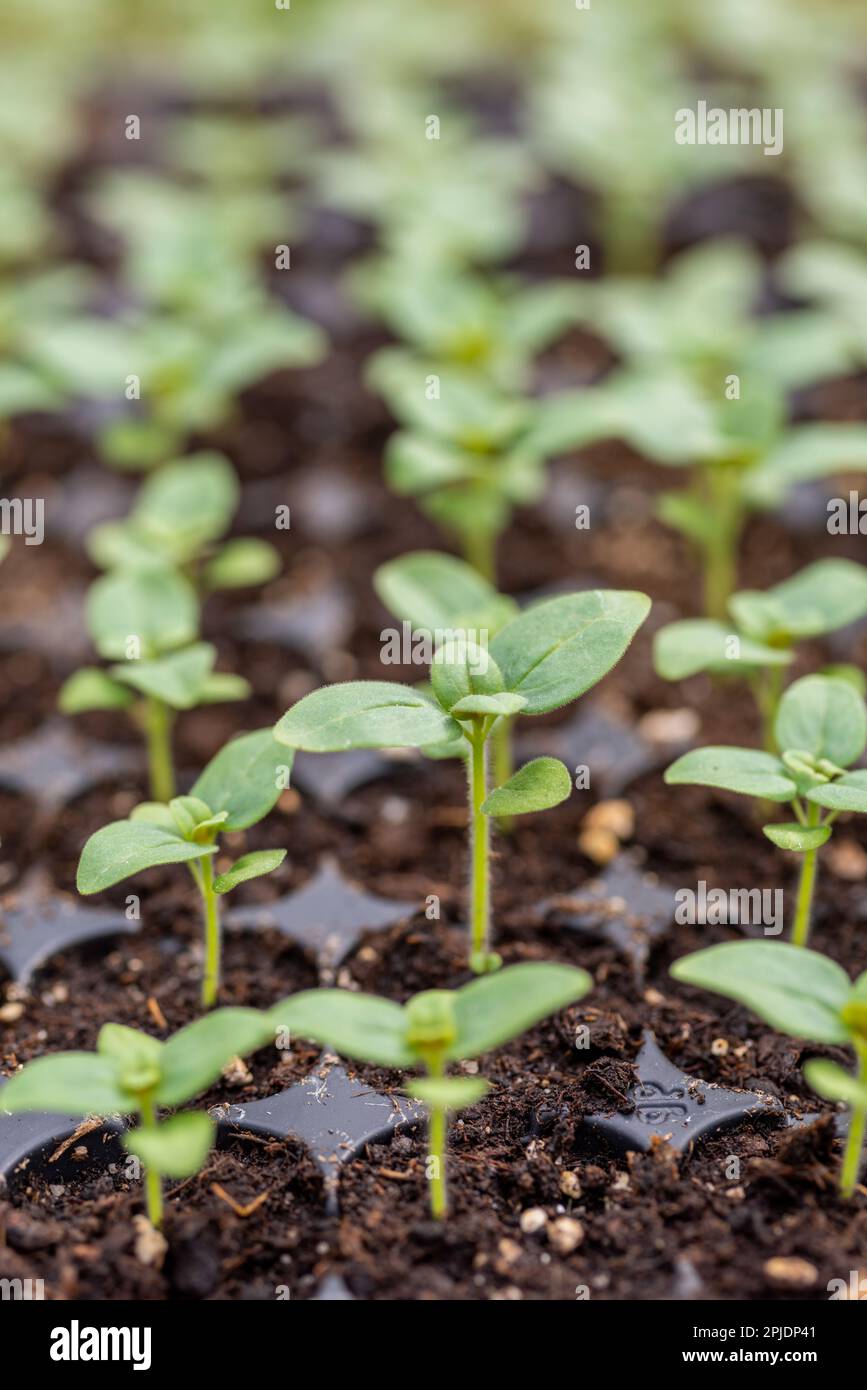 Junge Snapdragon-Blütenkeimlinge in ihrer Vermehrungsschale. Schneiden Sie den Blumengarten selbst. Pflanzensämlinge. Stockfoto