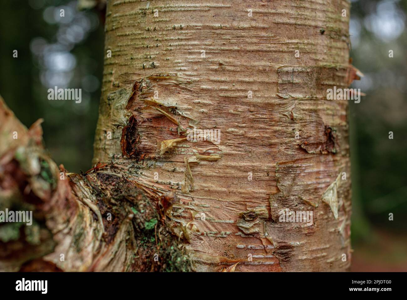 Stiel der Erman-Birke Betula ermanii. Stockfoto