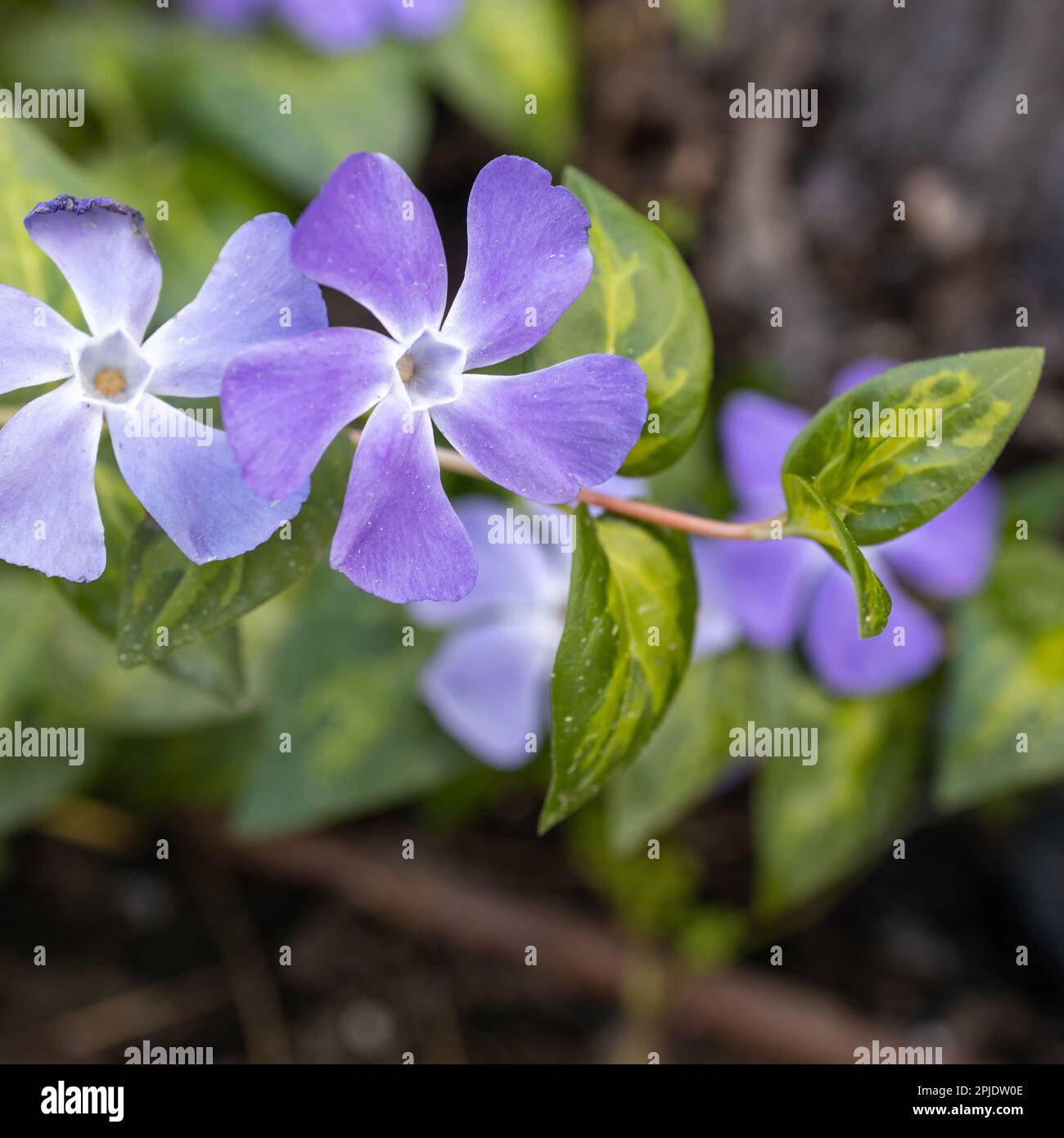 Vinca major, mit den gemeinsamen Namen bigleaf periwinkle, large periwinkle, Greater periwinkle und blue periwinkle, ist eine Art der blühenden Pflanze in Th Stockfoto