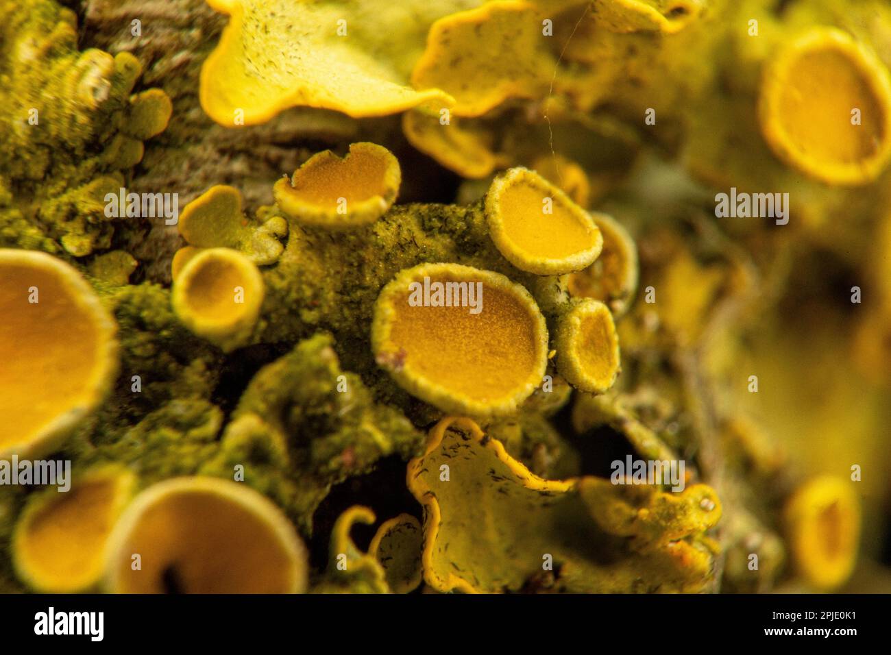 Gelbes Flechten, ein zusammengesetzter Organismus aus Algen oder Bakterien und Pilzen, im Detail Stockfoto