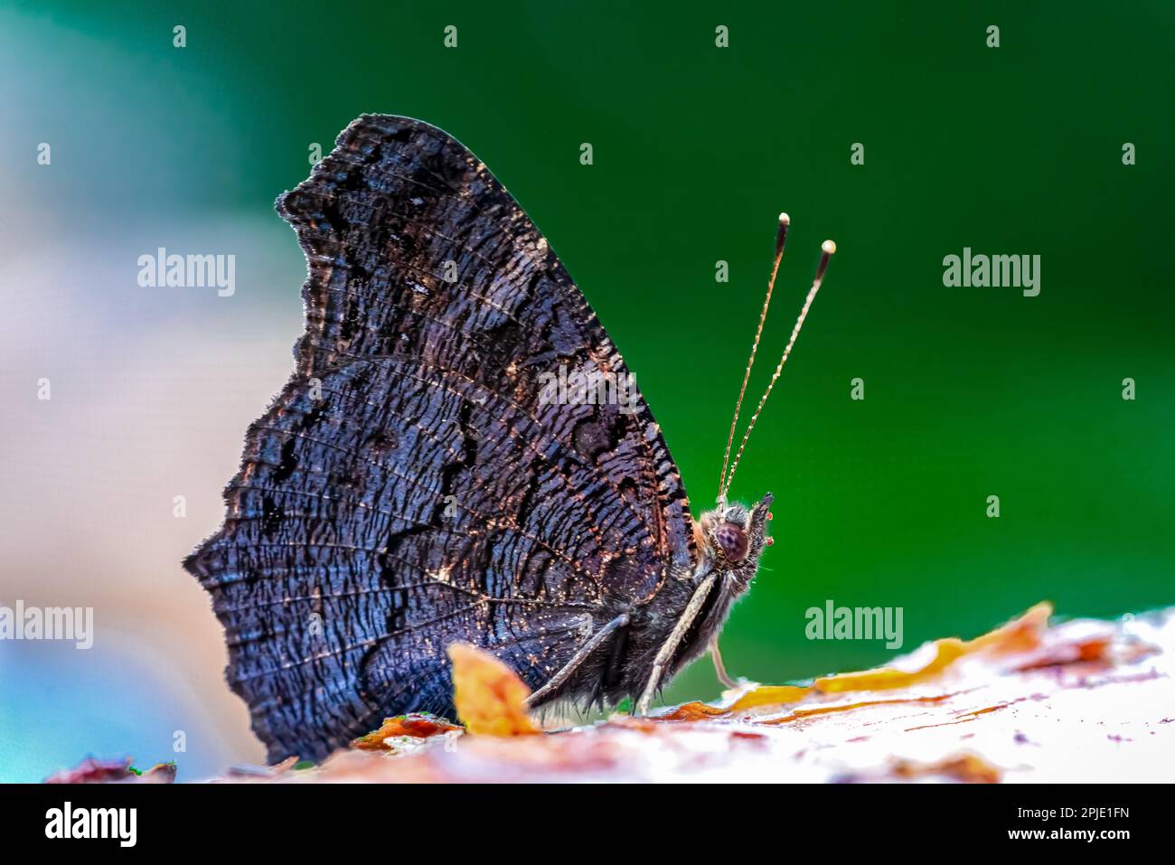 Makroaufnahme eines Pfau-Schmetterlings (Aglais io), der auf einem Holz sitzt Stockfoto