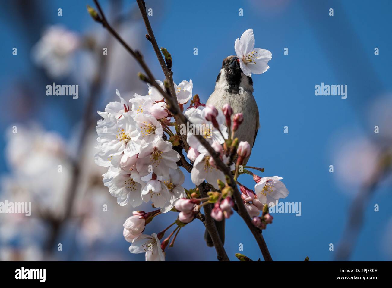 Ein süßer eurasischer Baumspatz pflückt Blüten von einem Kirschbaum im Frühling in Japan Stockfoto