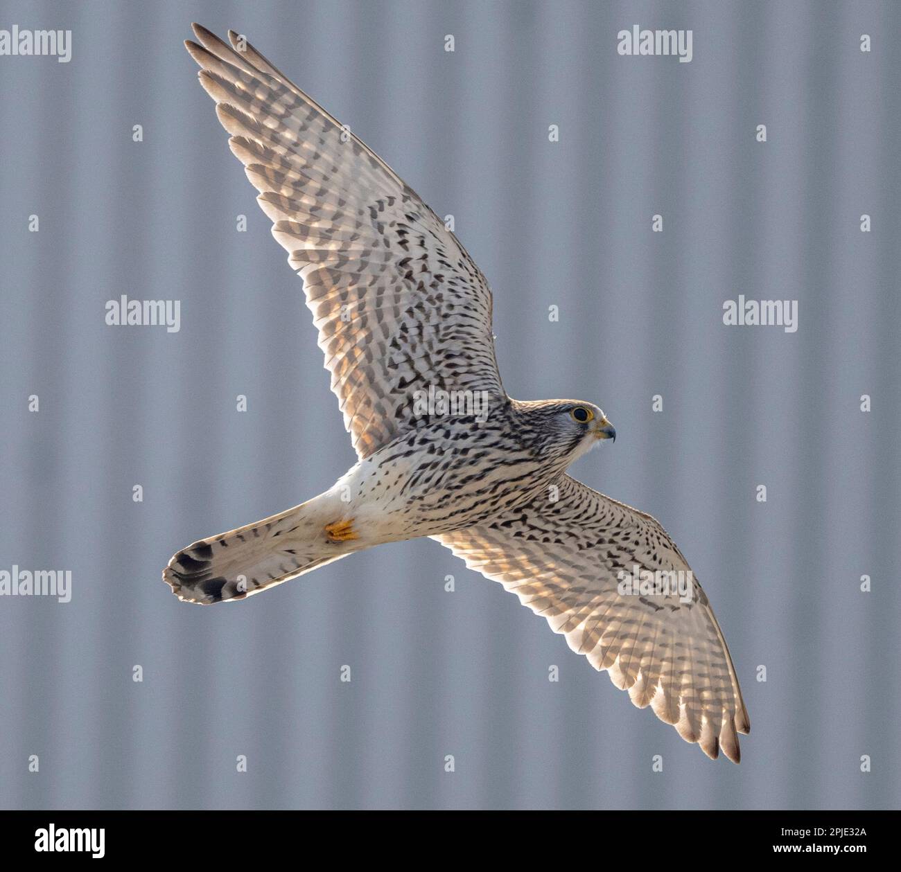 Ein Eurasischer Kestrel fliegt über uns Stockfoto