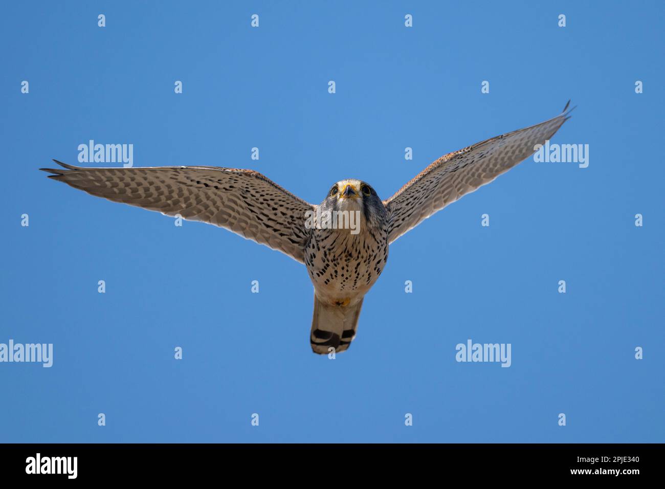 Ein junger Falke fliegt direkt auf den Fotografen zu. Stockfoto