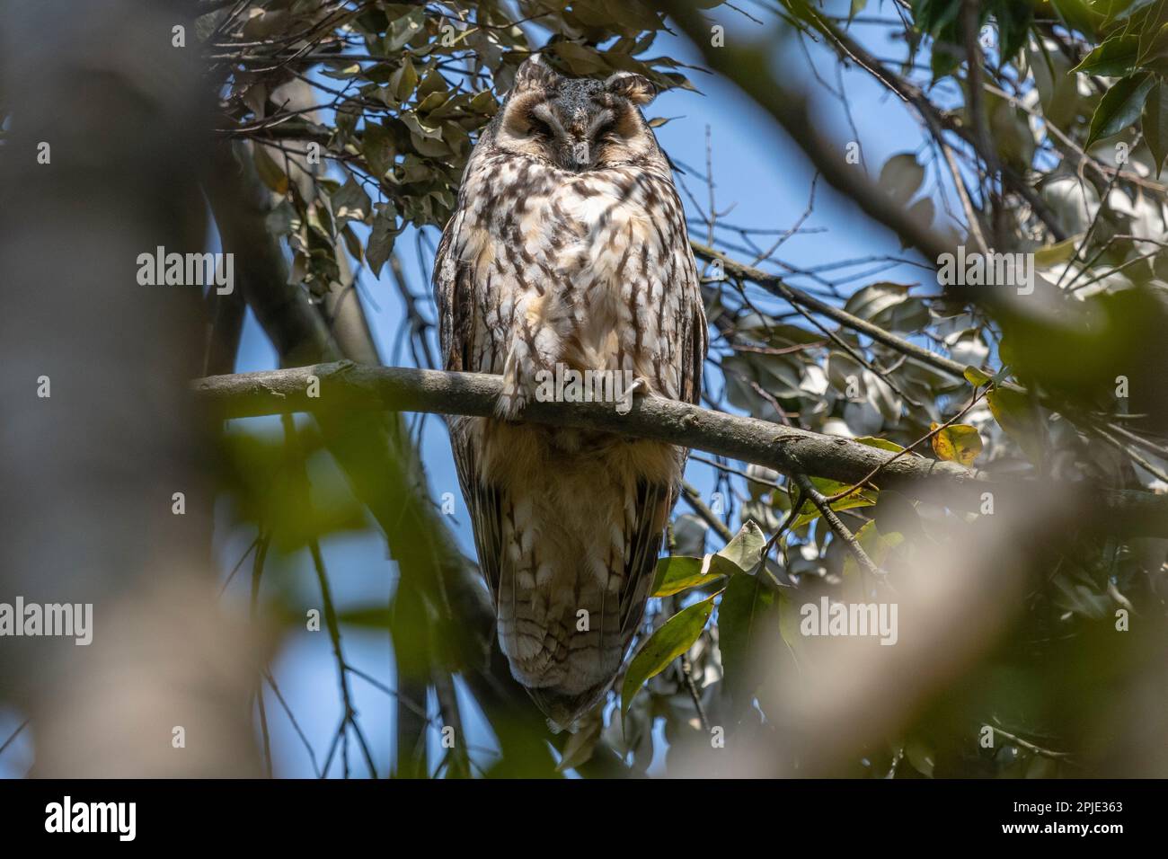 Eine langohrige Eule, die das warme Sonnenlicht an ihrem Daylight Roost genießt. Stockfoto