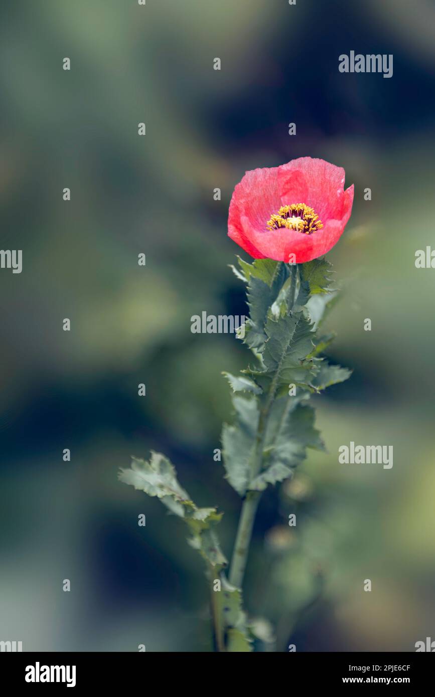 Rote Argemonblüte (in der Familie Papaveraceae gemeinhin als Stachelmohn bekannt) Stockfoto