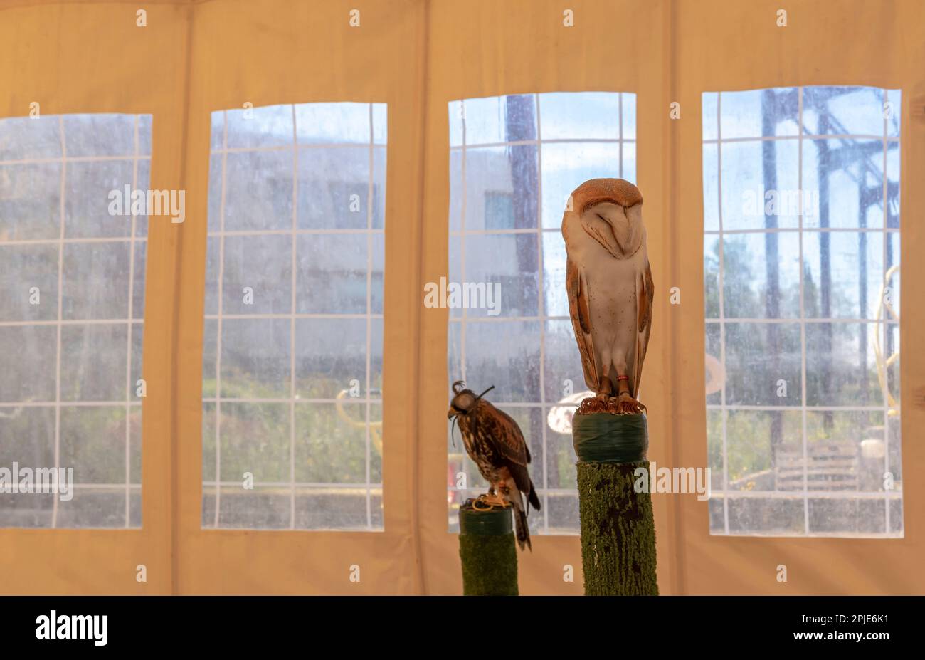 Jagd- und Jägermesse in der mallorquinischen Stadt Santanyi. Eulen- und Greifvogelausstellung Stockfoto