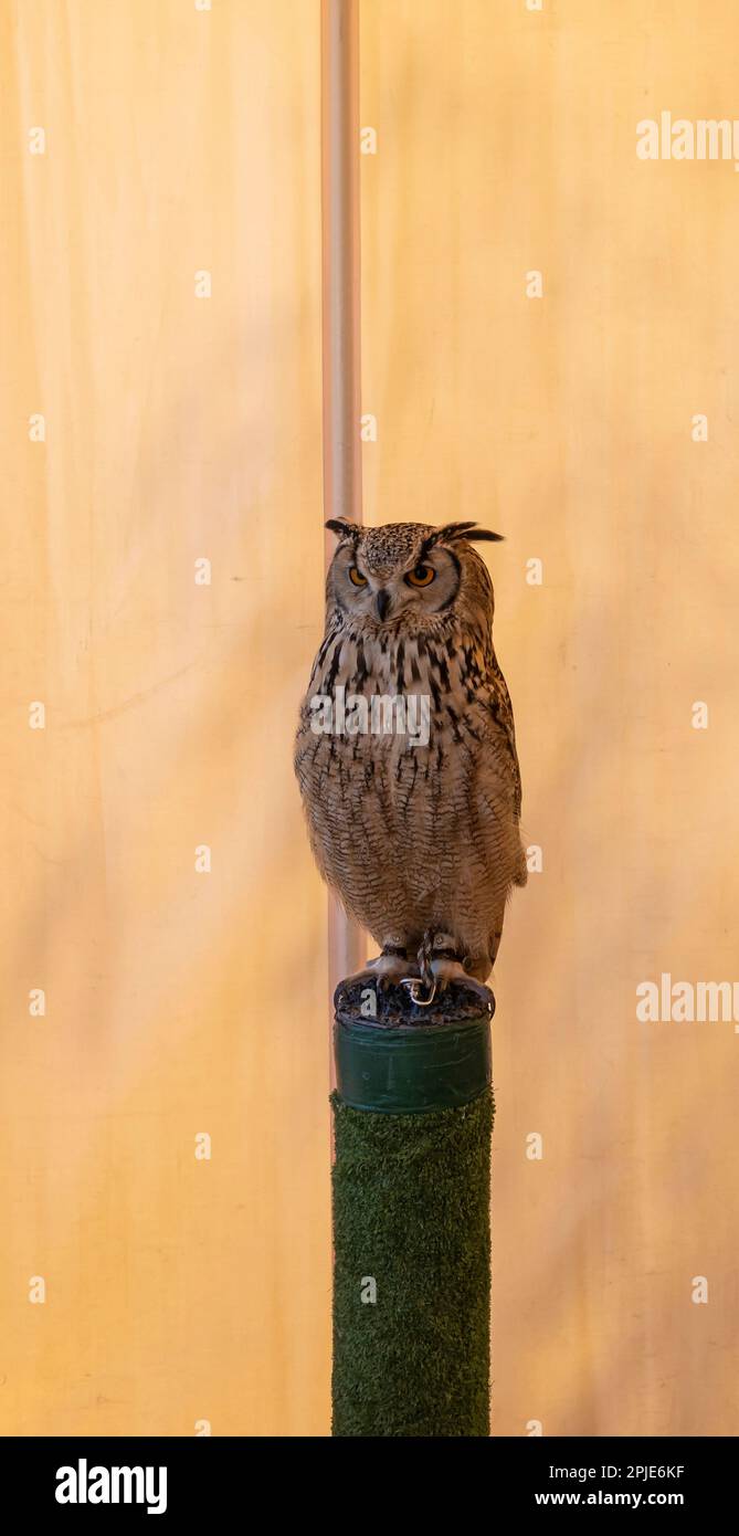 Jagd- und Jägermesse in der mallorquinischen Stadt Santanyi. Eulen- und Greifvogelausstellung Stockfoto