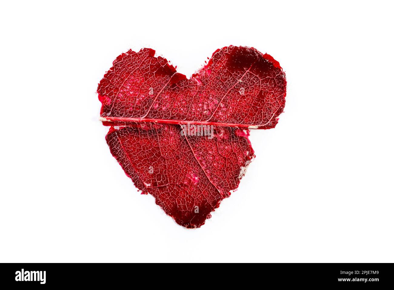Rotes Herz mit Blattgerüst, Makro, isoliert auf weißem Hintergrund Stockfoto