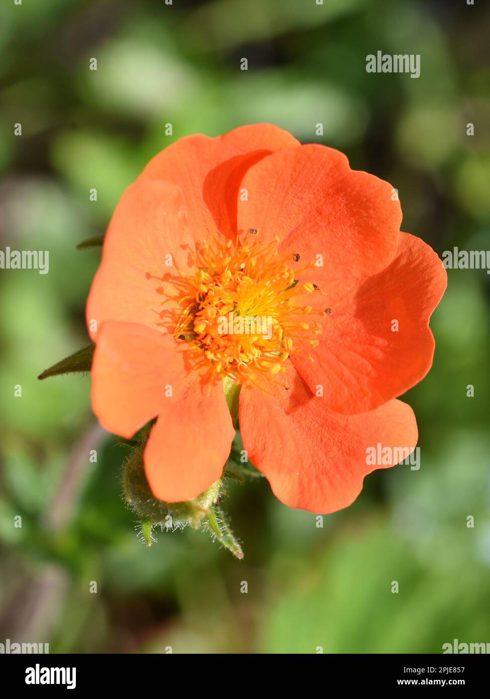 Zwergorangefarbene Avenien Geum coccineum Nahaufnahme einer orangefarbenen Blume Stockfoto