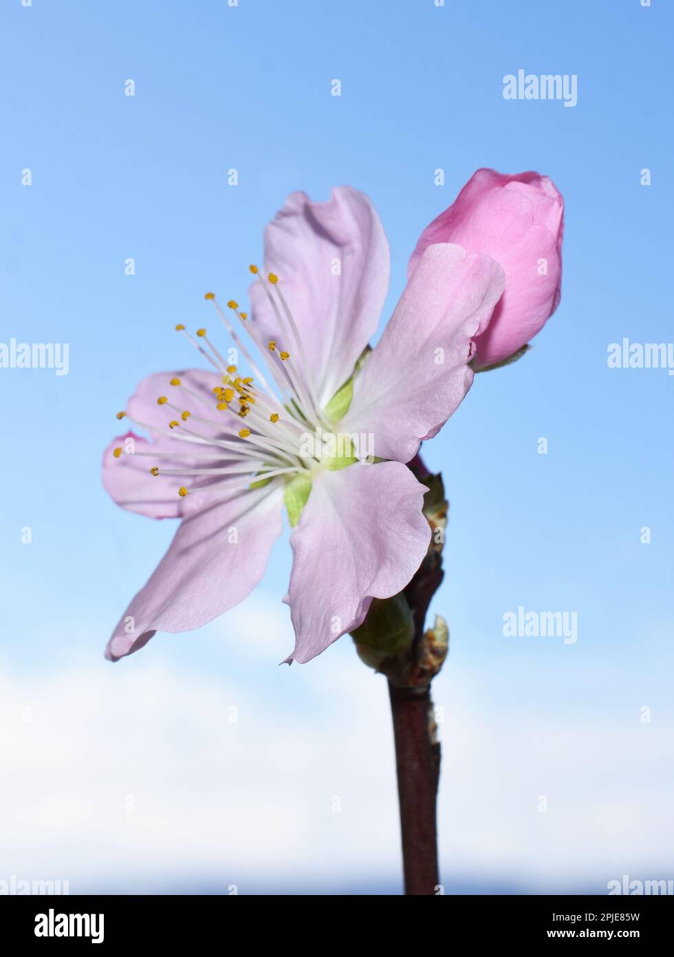 Rosa Kirschblüte vor blauem Himmel im Frühling Stockfoto