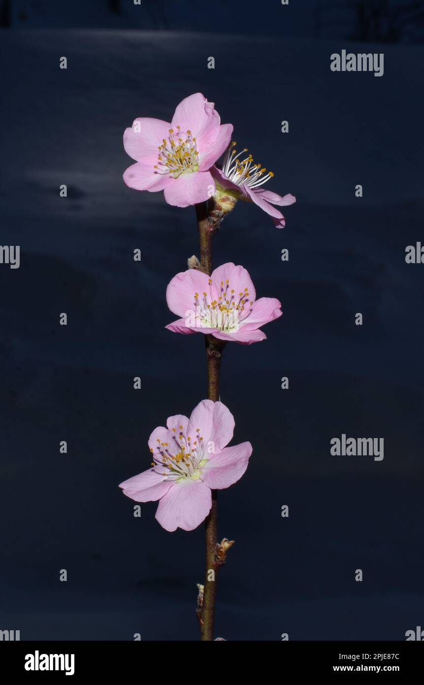 Blühender rosafarbener japanischer Kirschbaum auf dunklem Hintergrund Stockfoto