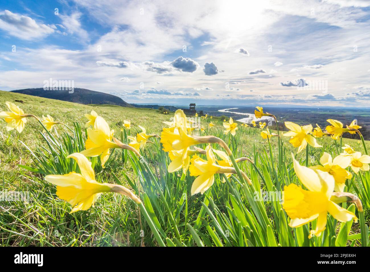 Hainburg an der Donau: Blume Gelbe Narzisse (Arcissus pseudonarcissus, Wild Narzodil oder Lent Lilie) auf dem Braunsberg, Donau (Donau) in Donau; Stockfoto