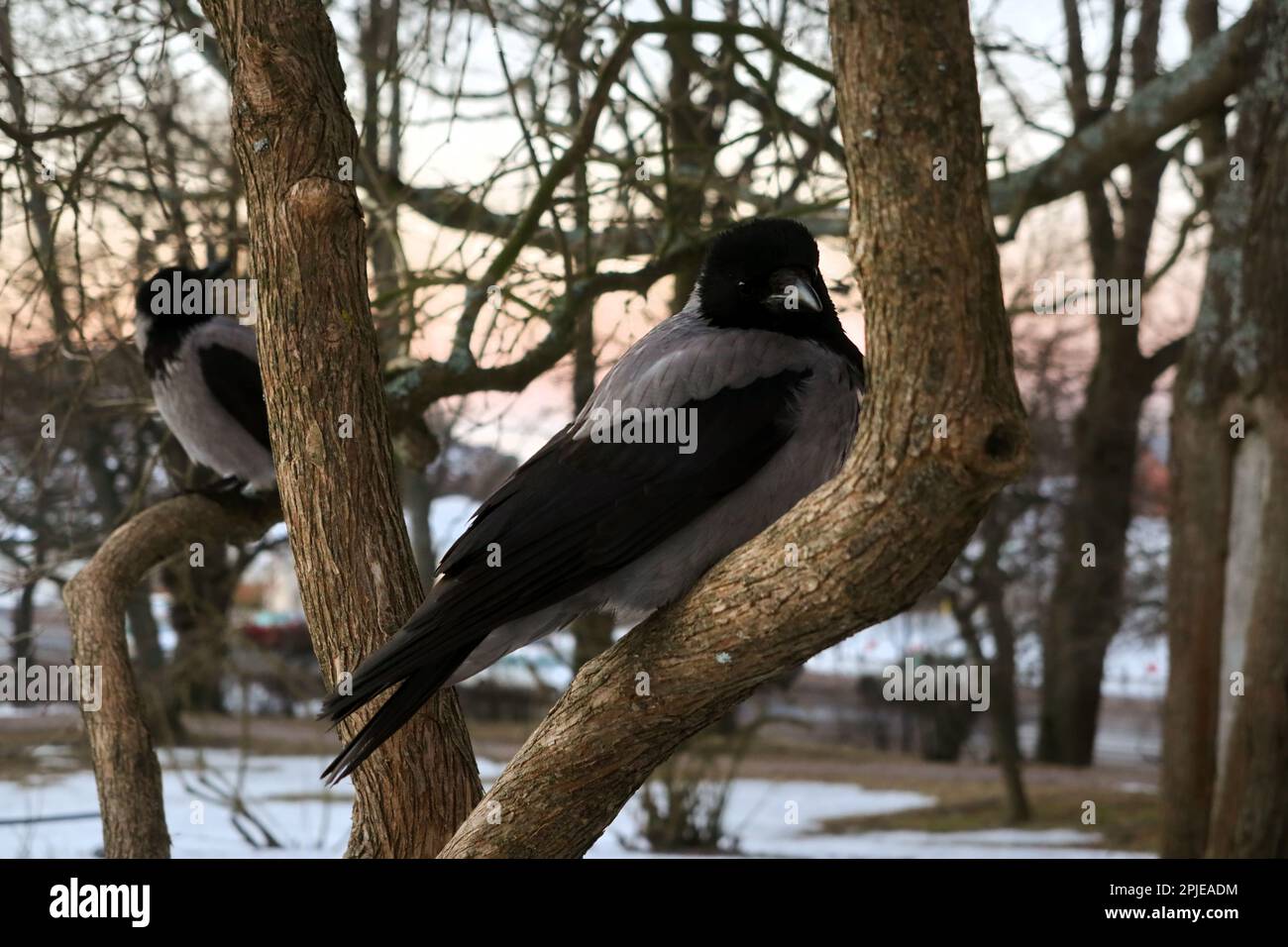 Zwei Kapuzenkrähen, Corvus cornix, hoch oben auf einem Baum, früh am Frühlingsmorgen. Stockfoto