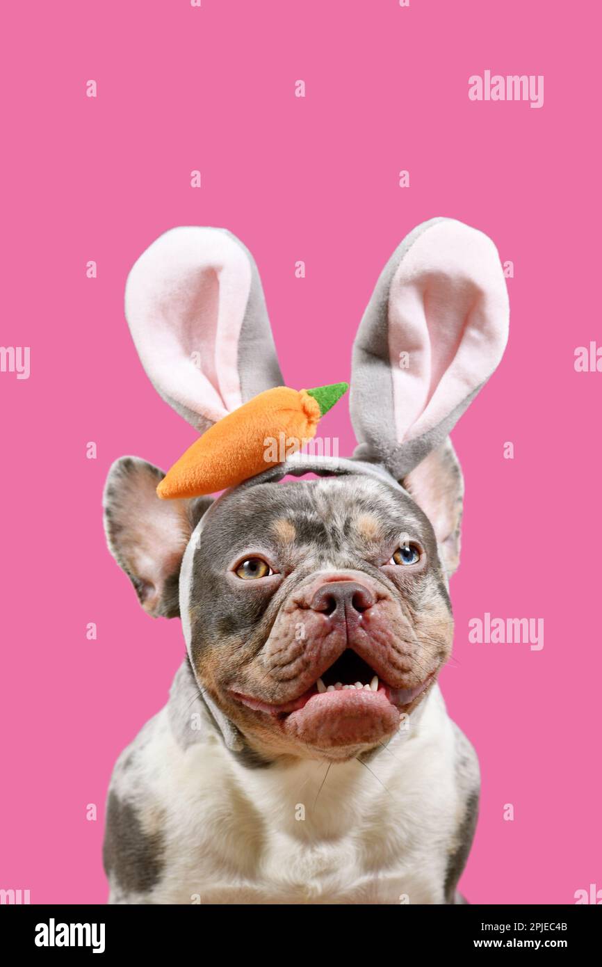Fröhlicher französischer Bulldog mit Osterhäschen-Kostüm auf pinkfarbenem Hintergrund Stockfoto