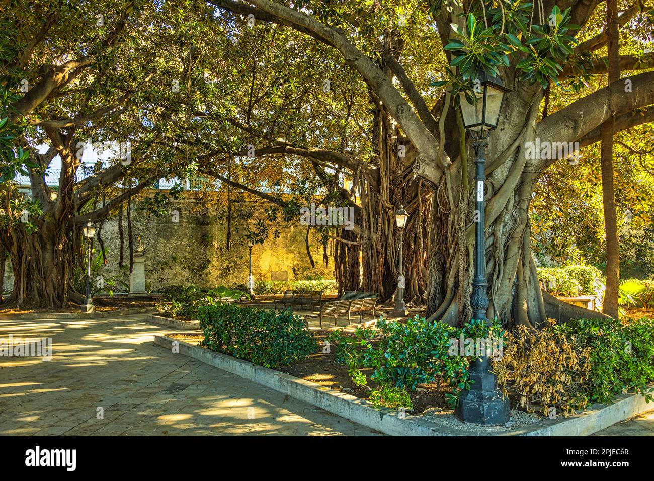 Ein kleiner, aber gepflegter Garten in Ortigia, nahe Fonte Aretusa und Strand. Der Garten hat jahrhundertealte Ficus Macrophilla Bäume. Syrakus, Sizilien Stockfoto