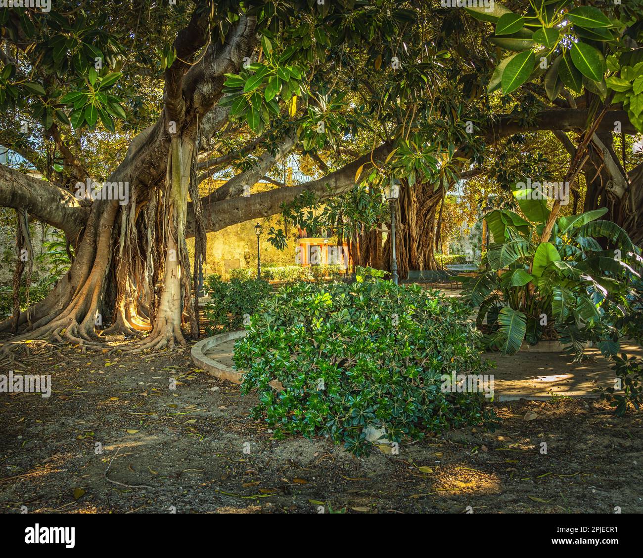Ein kleiner, aber gepflegter Garten in Ortigia, nahe Fonte Aretusa und Strand. Der Garten hat jahrhundertealte Ficus Macrophilla Bäume. Syrakus, Sizilien Stockfoto
