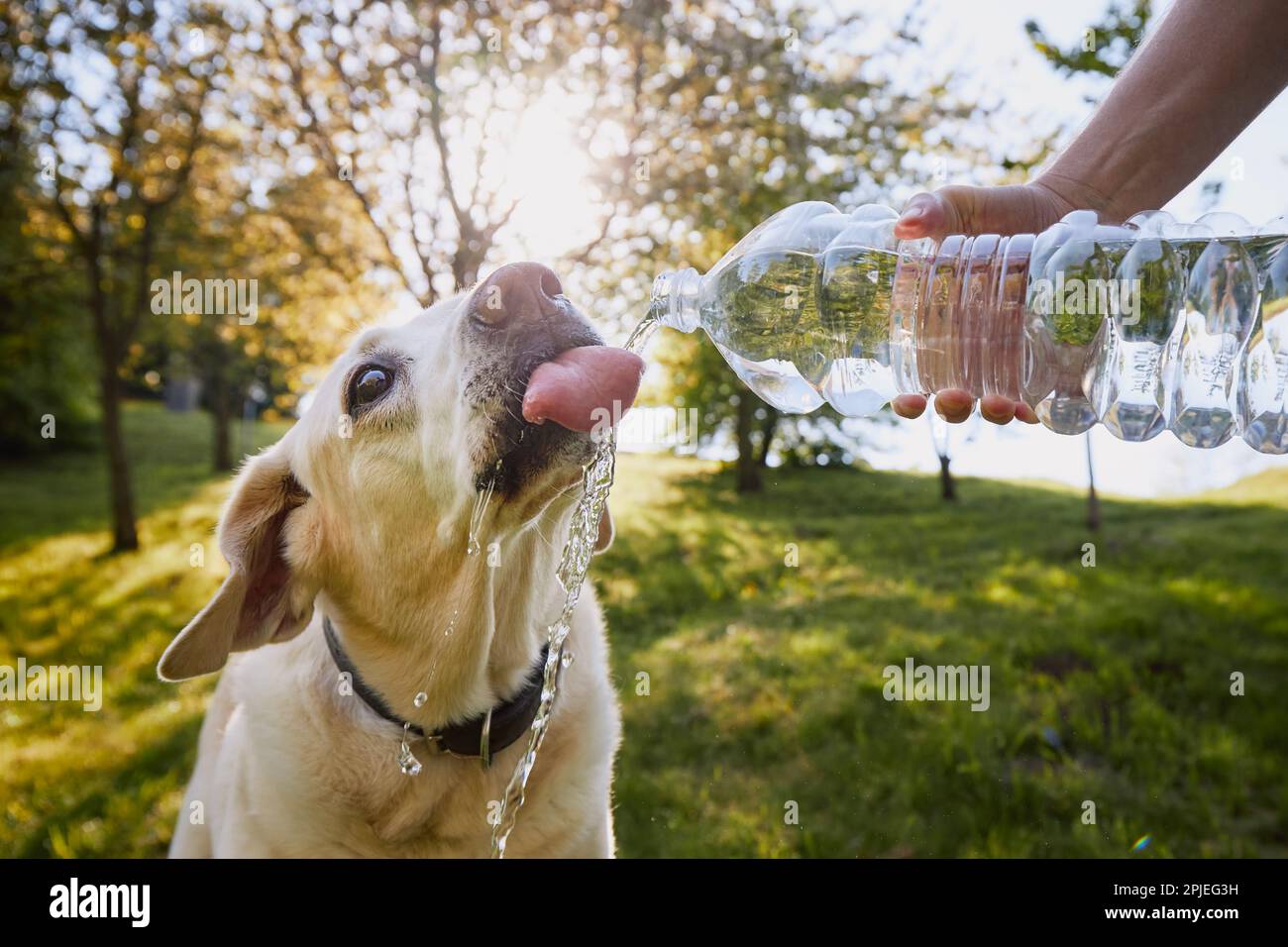 Hund Trinkwasser aus Plastikflasche. Tierbesitzer kümmert sich um seinen labrador Retriever an heißen, sonnigen Tagen. Stockfoto