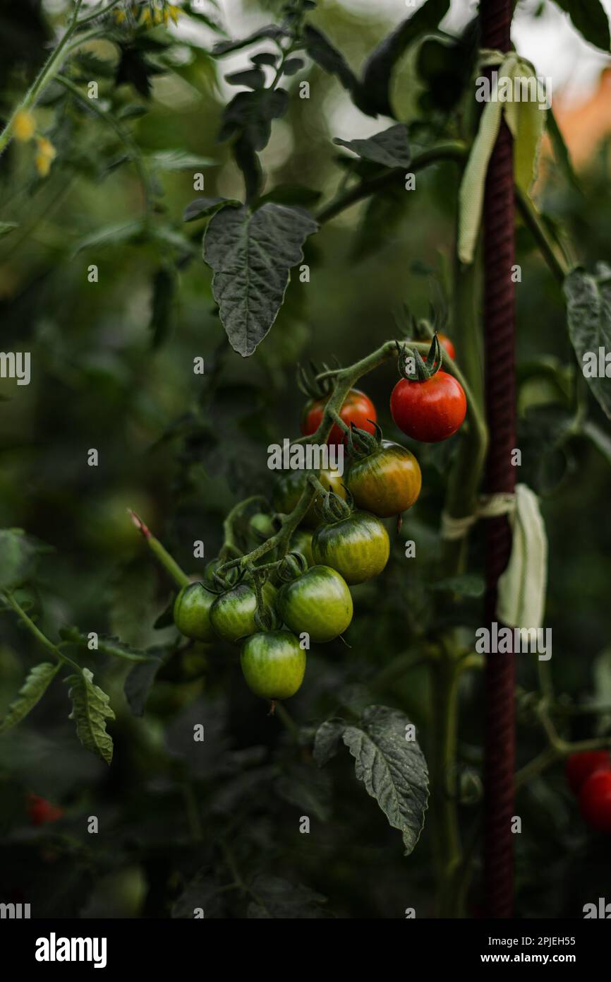 Tomatenpflanze mit Tomatenreifung. Grüne und rote Tomaten. Tomaten im Garten. Lebensmittel zu Hause anbauen Stockfoto